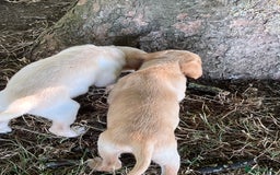 Labrador Retriever dogs for sale: Affectionate and adorable Labrador Puppies - Image 19