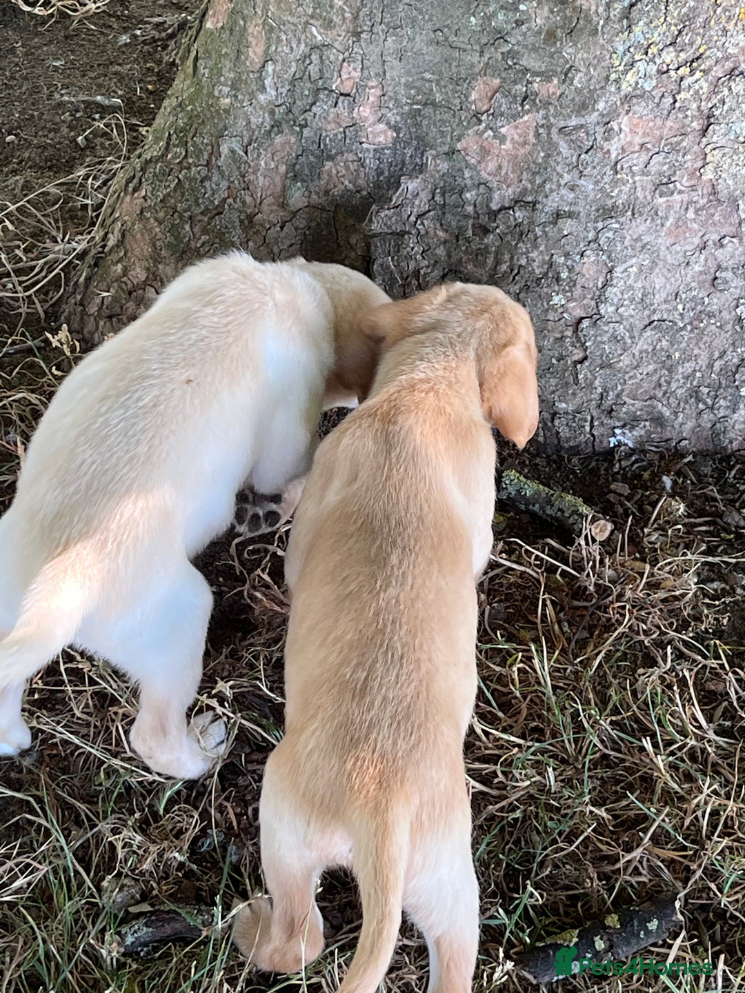 Labrador Retriever dogs for sale: Affectionate and adorable Labrador Puppies - Image 19