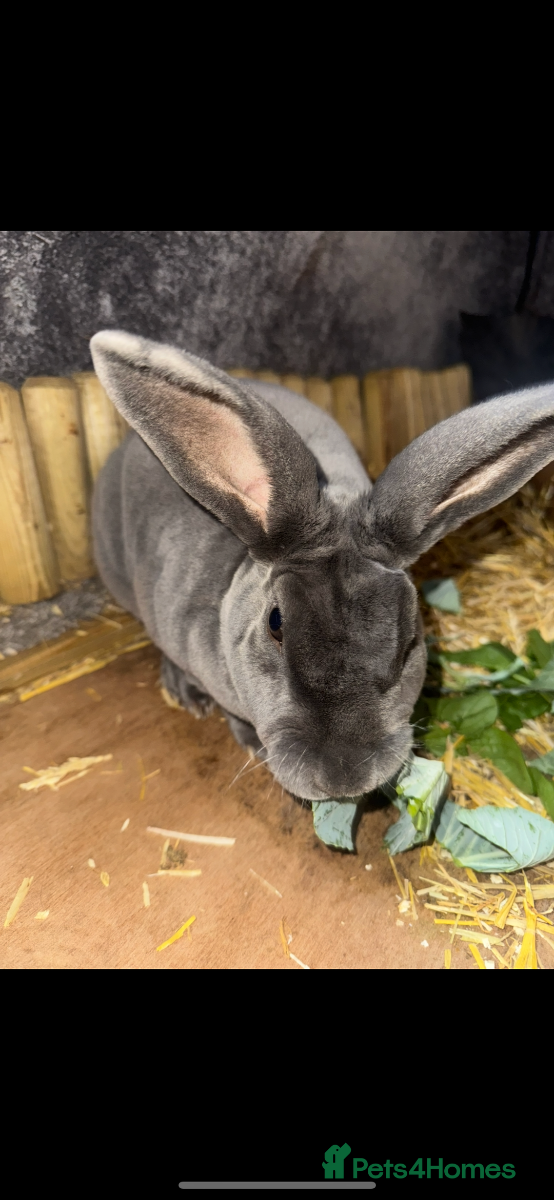 Rex rabbits for sale: Blue - Valet Rex - Advert 1