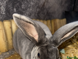 Rex rabbits Blue - Valet Rex - Advert 1