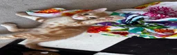 Mixed Breed cats for sale: Amiable bengal&tabby mixed kittens - Advert 18