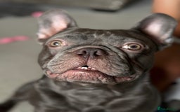 French Bulldog dogs for stud: Stud. Blue boy KC in Southampton - Image 4