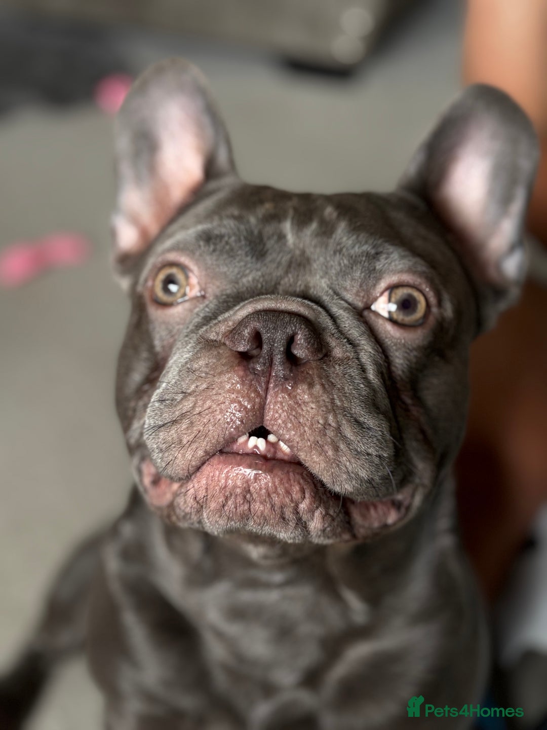 French Bulldog dogs for stud: Stud. Blue boy KC in Southampton - Image 4