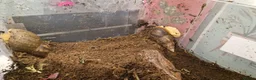 Snails invertebrates for sale: 2 adult Giant land snails and several babies in Chippenham - Advert 2