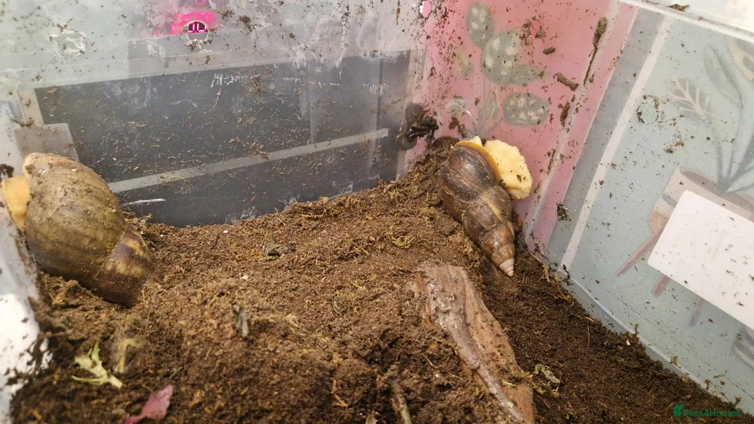 Snails invertebrates for sale: 2 adult Giant land snails and several babies in Chippenham - Advert 2