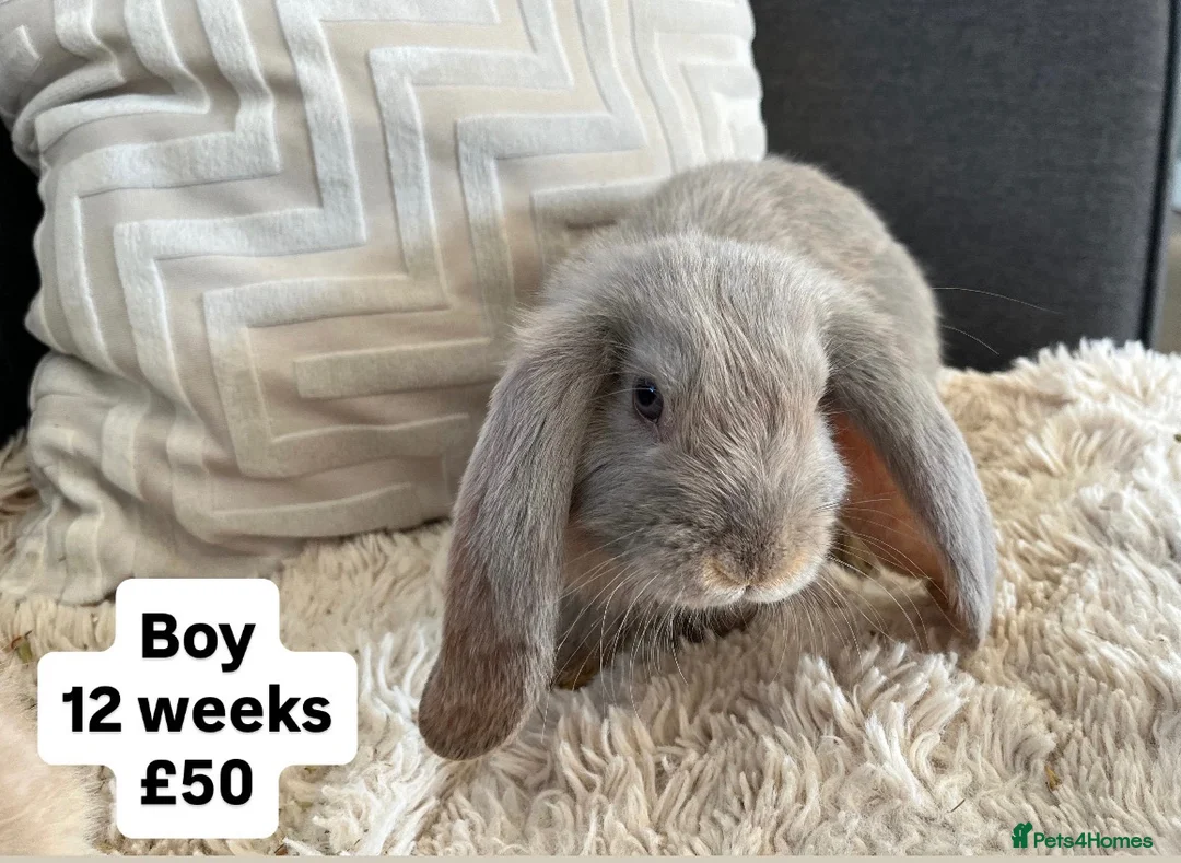 Mini Lop rabbits for sale: 🐰 Beautiful Bunny’s 🐰  - Advert 14