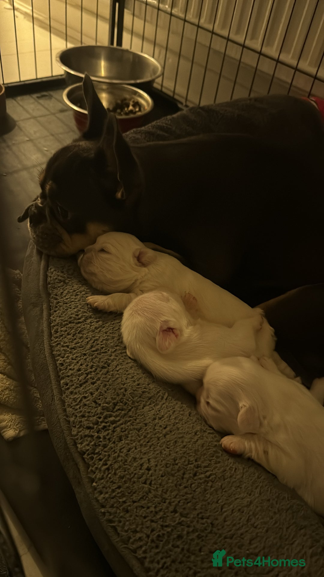 French Bulldog dogs for sale: female fluffy French bulldog 🩷 - Image 3