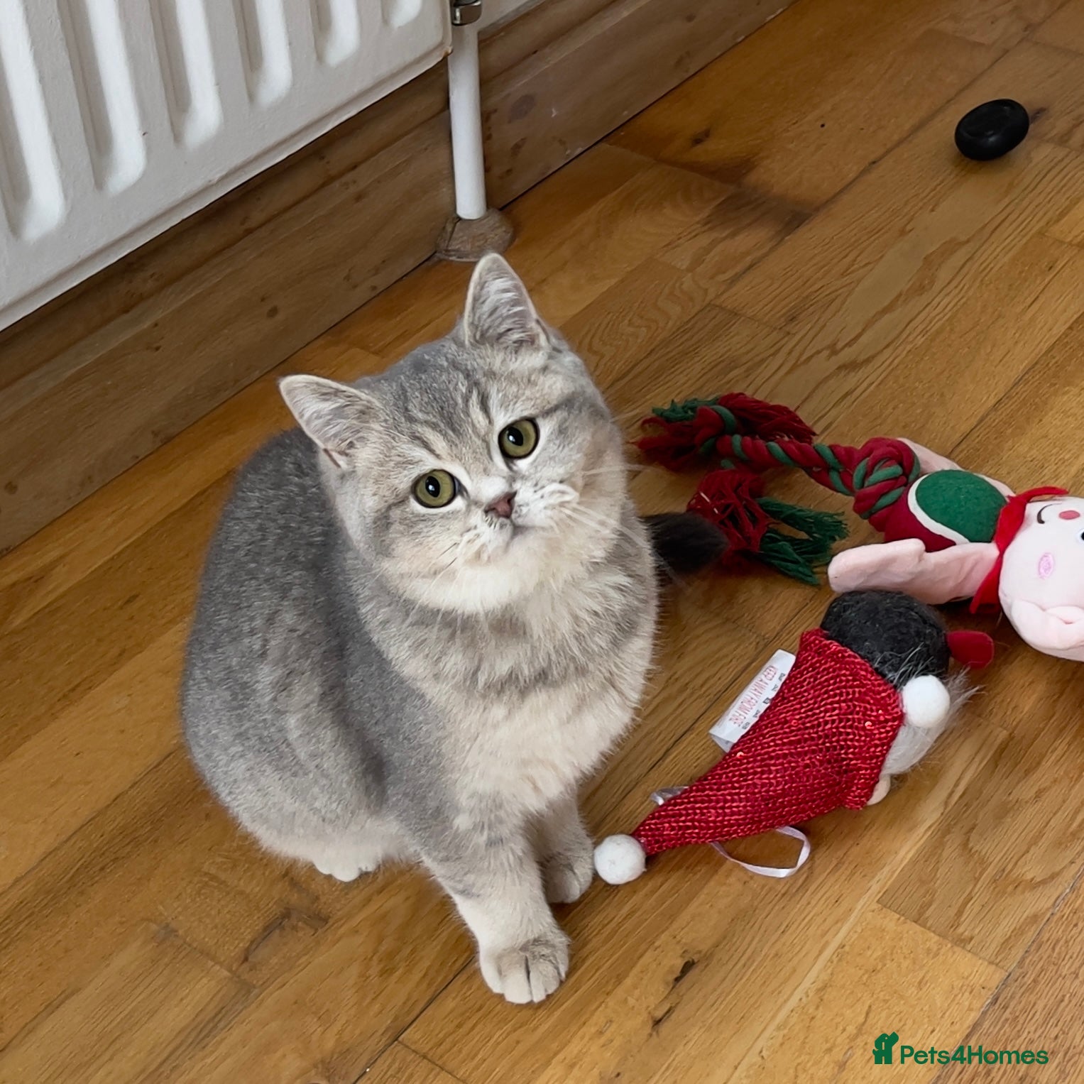 British Shorthair cats Two TICA & GCCF British Shorthair Kittens - Advert 14