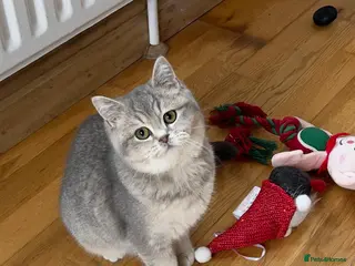 British Shorthair cats Two TICA & GCCF British Shorthair Kittens - Advert 14