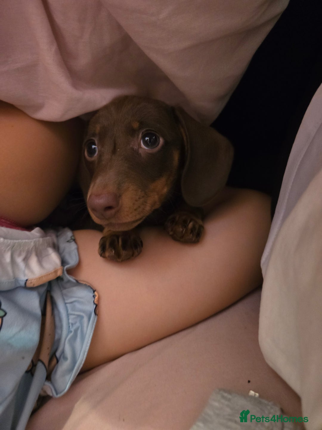 Miniature Dachshund dogs for sale: Galaxy Chocolate: Your Sweetest Adventure Awaits! - Image 1