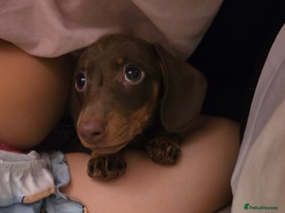 Miniature Dachshund dogs - Advert 7