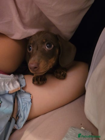 Miniature Dachshund dogs - Advert 6