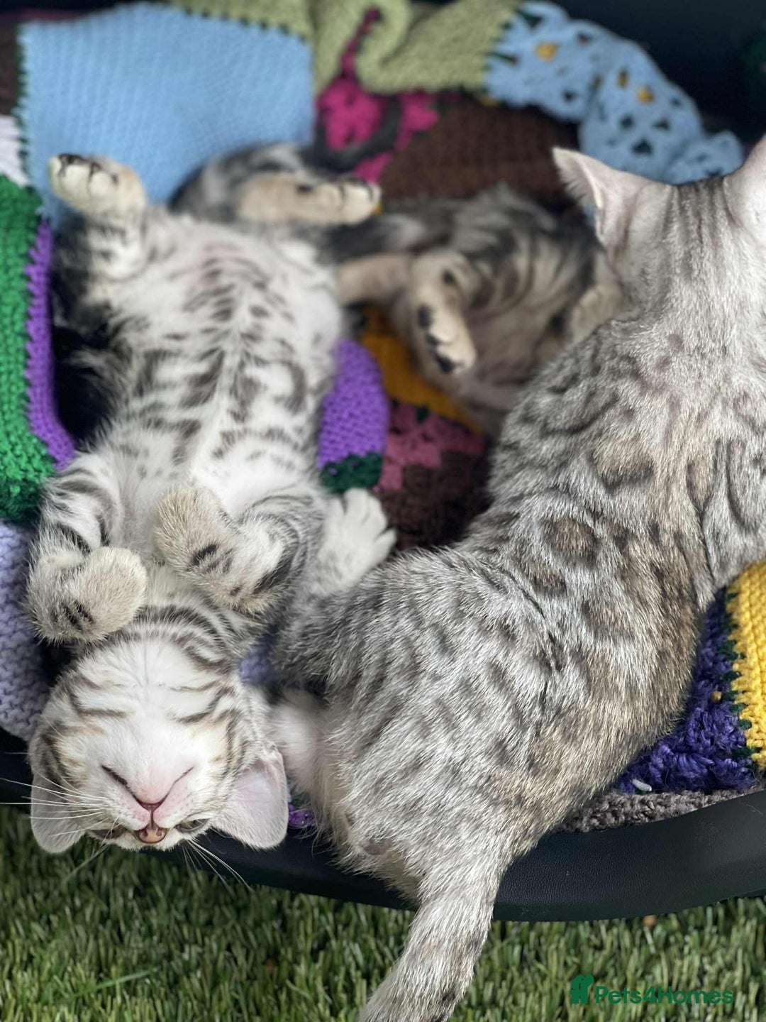 Bengal cats for sale: 🐾 Pedigree tica registered Bengal Kittens - Image 14