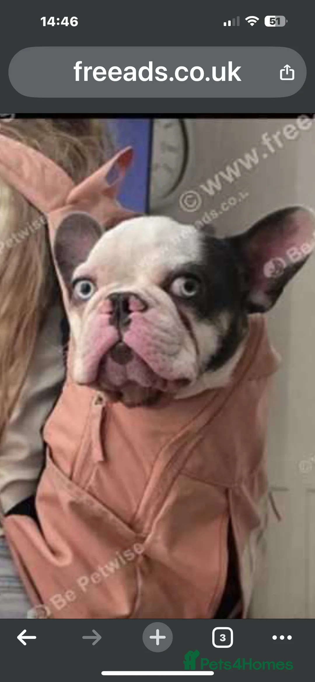French Bulldog dogs for sale: RARE MINI FRENCH BULLDOG BLUE EYES  - Advert 6