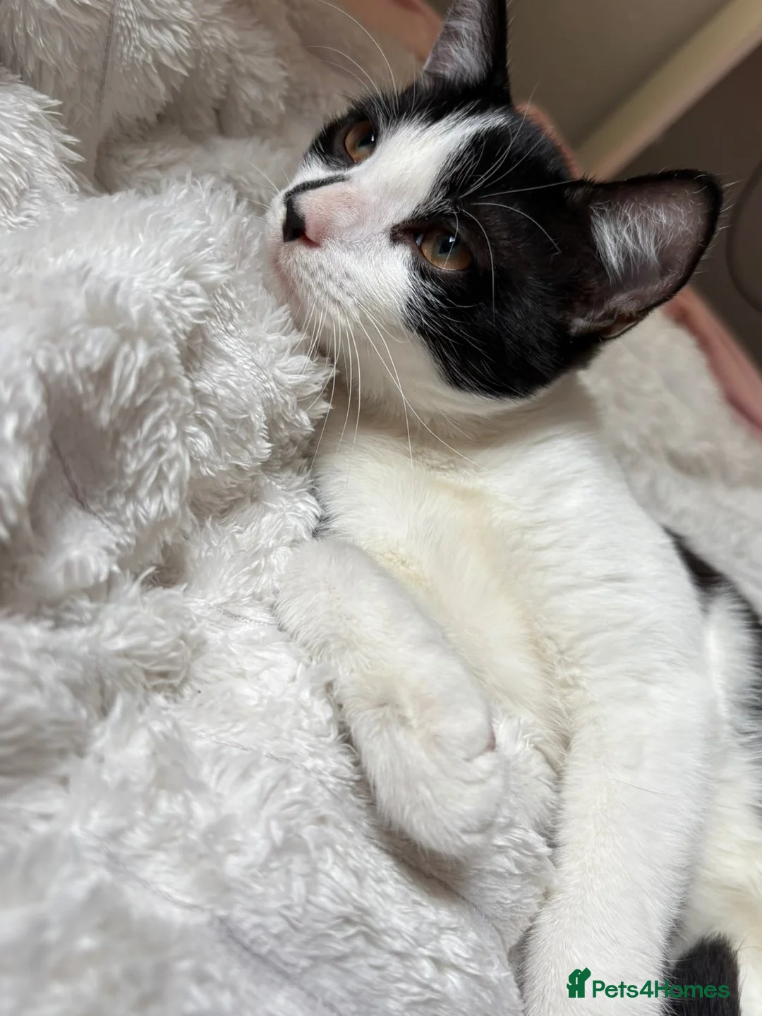 Mixed Breed cats for sale: Playful cute kittens looking for their home in Woodford Green - Advert 2