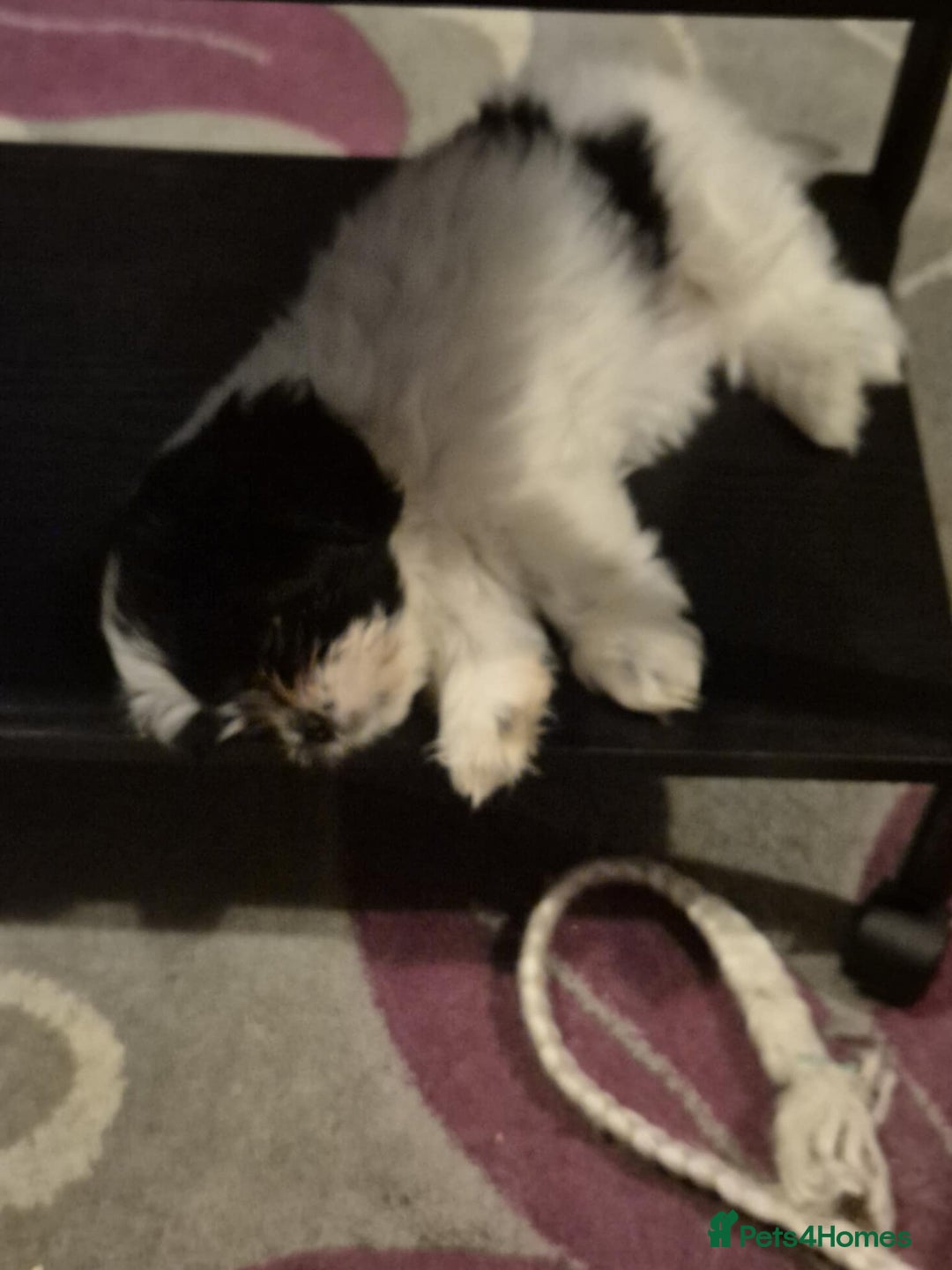 Mixed Breed dogs for sale: 2 adorable Havanse x japanese chin puppies  - Image 5