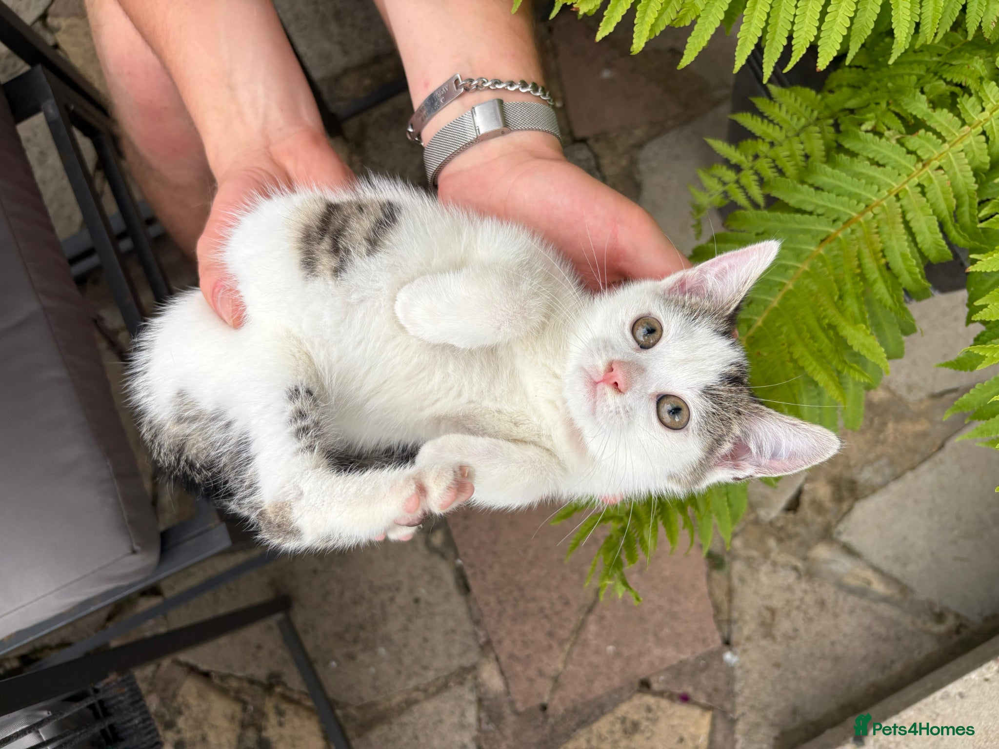 Mixed Breed cats Lovely 4 Kittens Ready To Collect From Today!!😻 - Advert 2