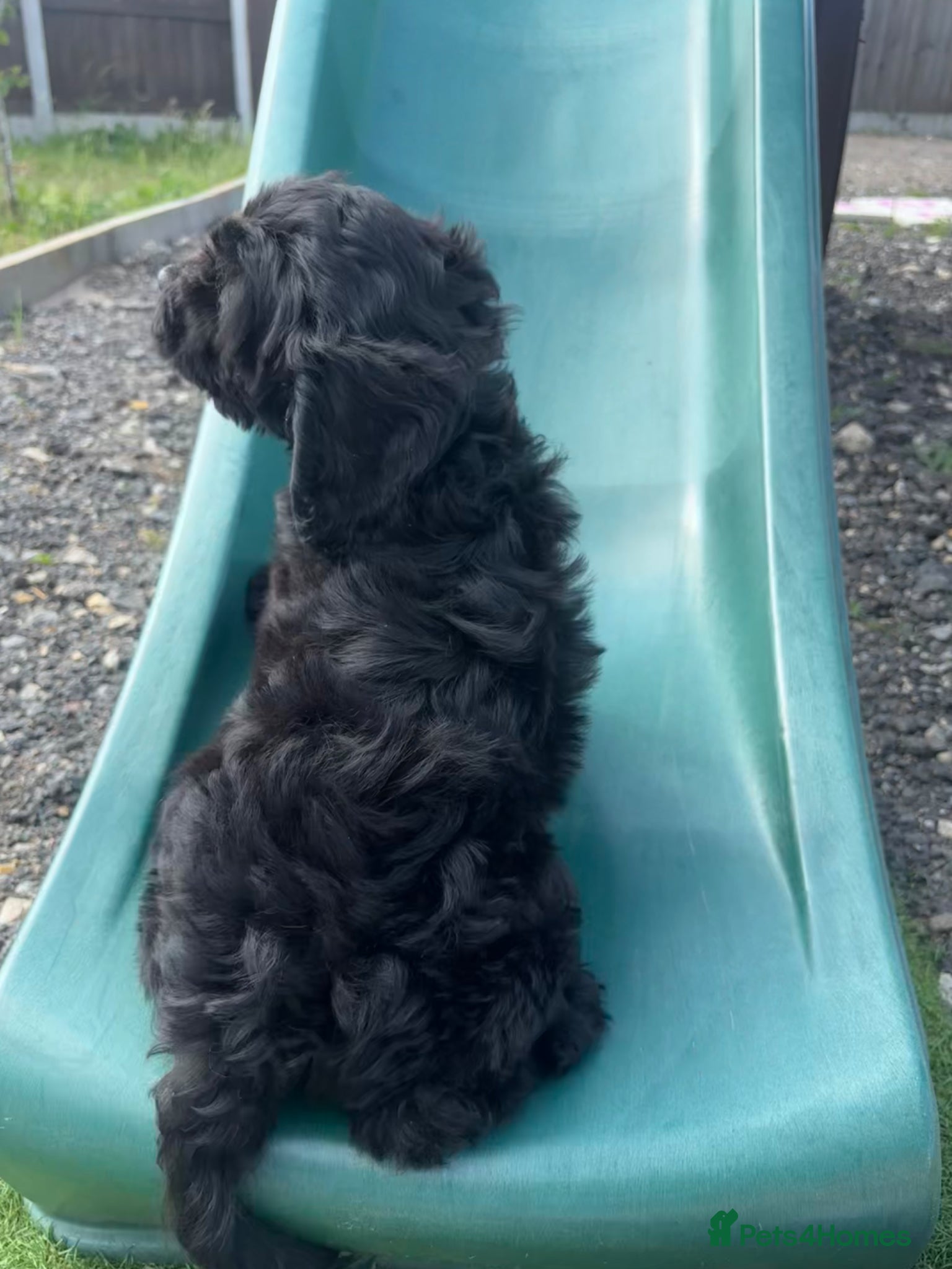 Cockapoo dogs Cockapoo puppy’s 650 each the add want up date  - Advert 2