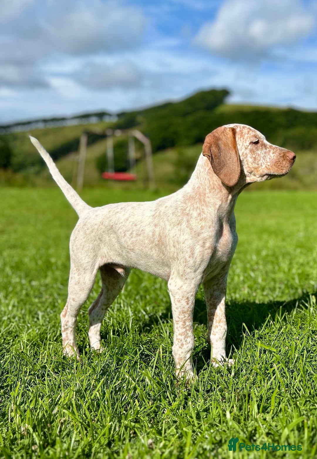 German Shorthaired Pointer dogs for sale: Braque Du Bourbonnais 🇫🇷 French Pointer - Image 14