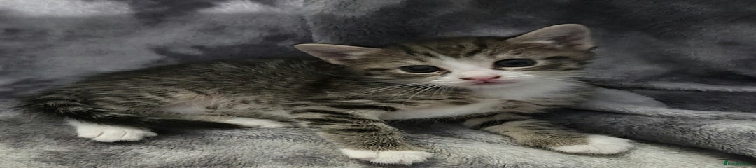 Kitten 4