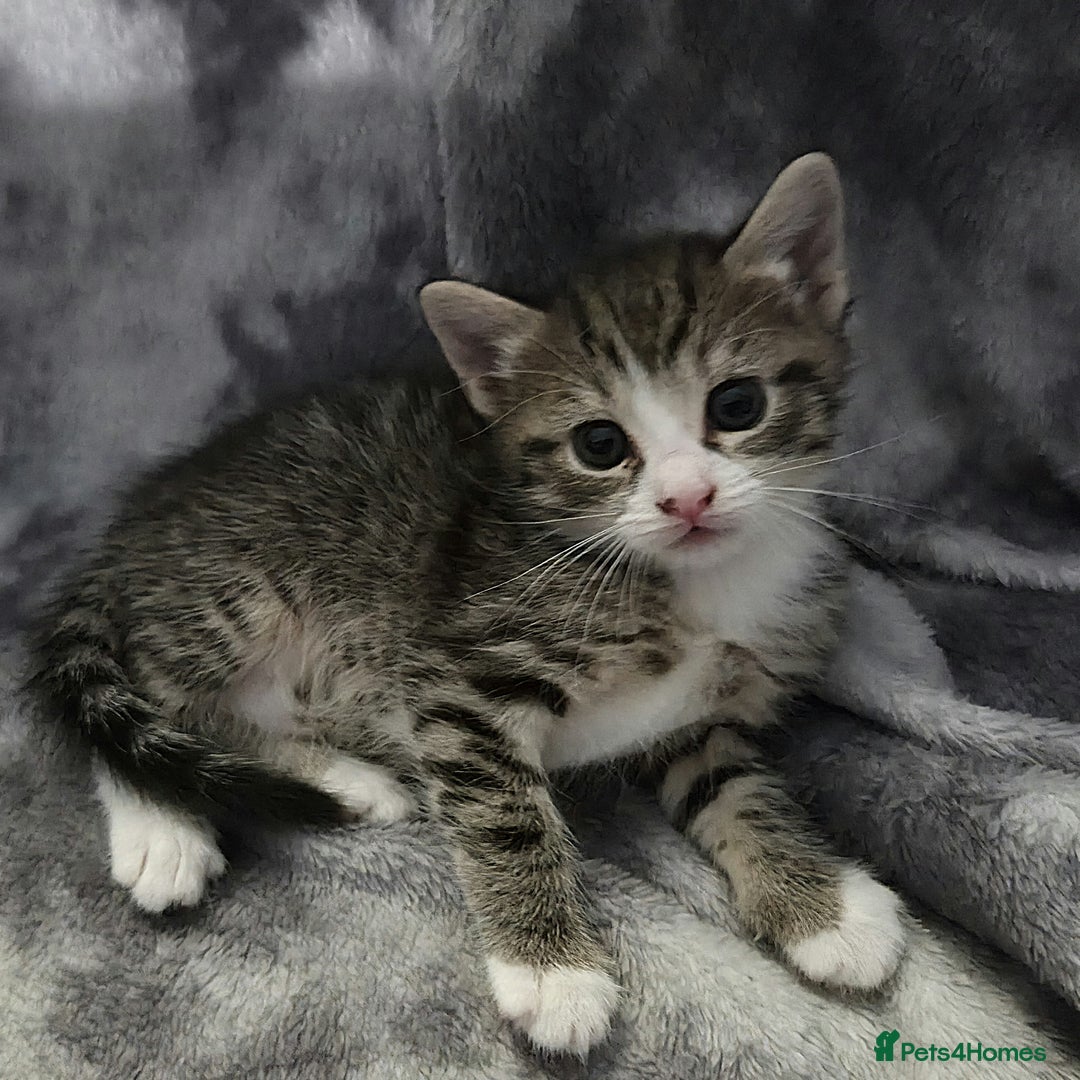 Mixed Breed cats for sale: Mixed breed kittens - Image 8