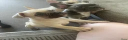 French Bulldog dogs for sale: 4 male French bulldogs  - Advert 6