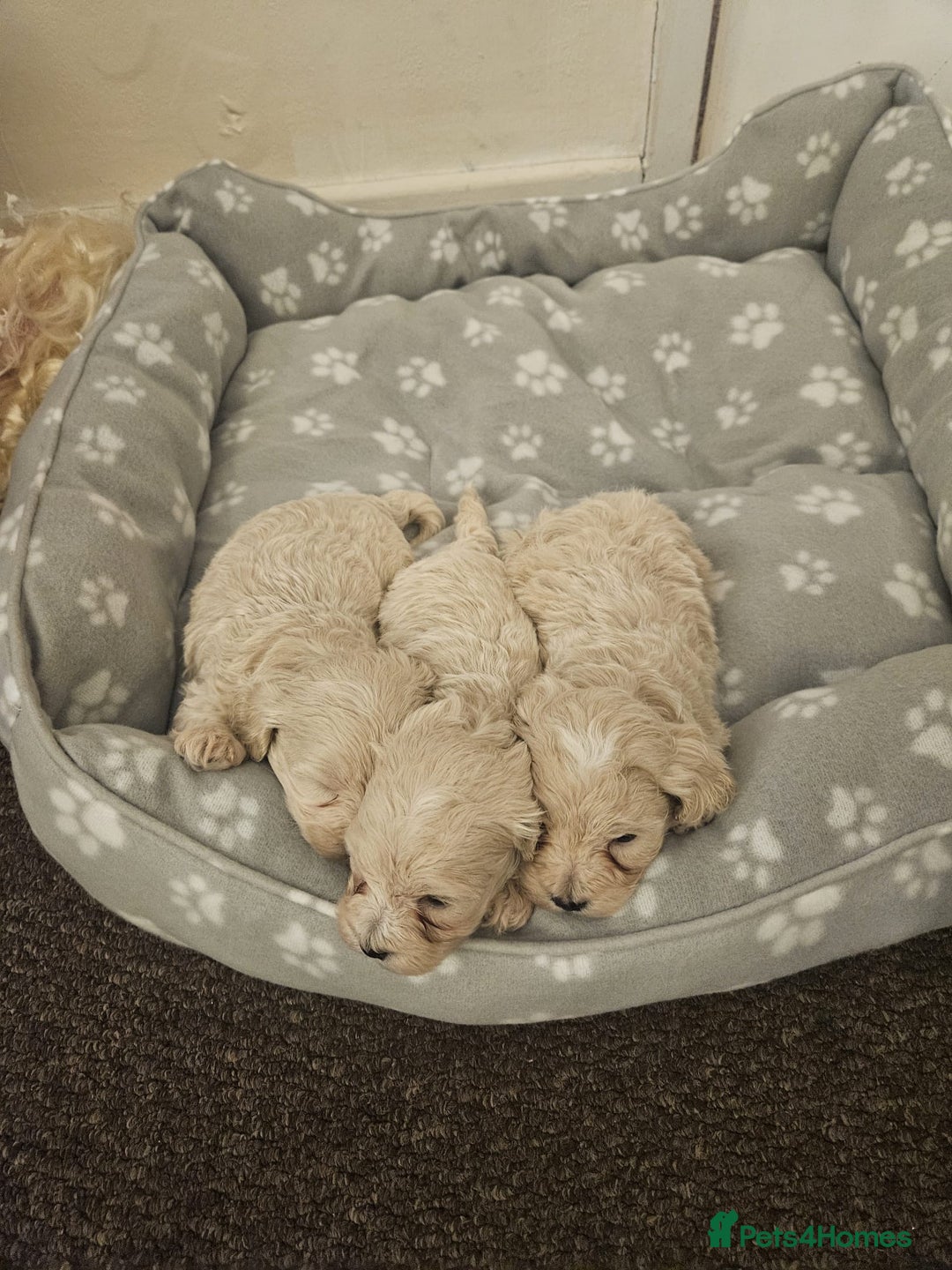 Maltipoo dogs for sale: Korean maltipoo luxury teddy 3 boys  - Advert 2