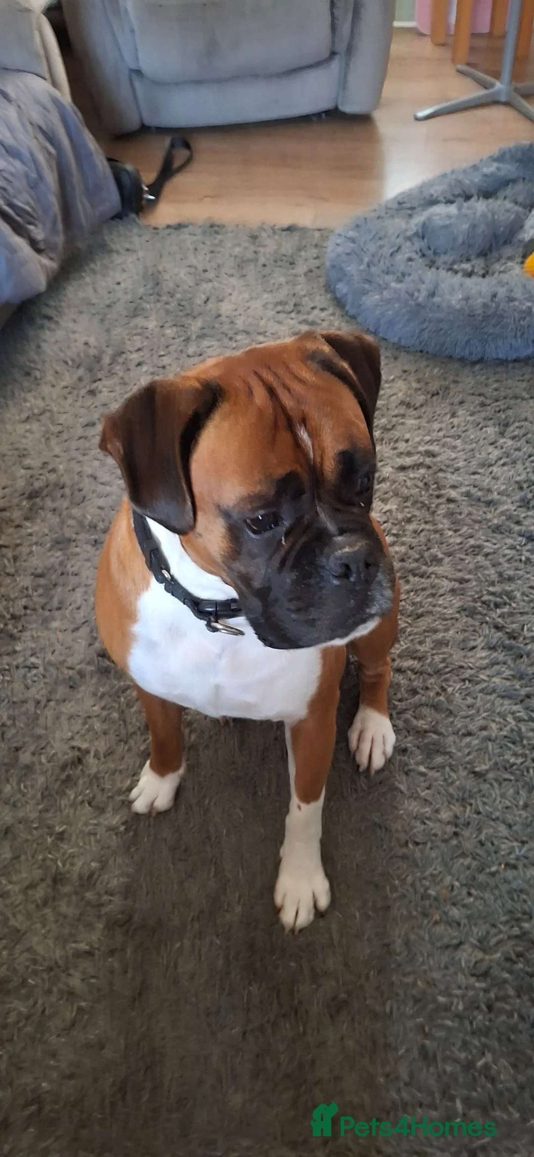 Boxer dogs for sale: Kc reg boxer puppies forsale - Advert 17