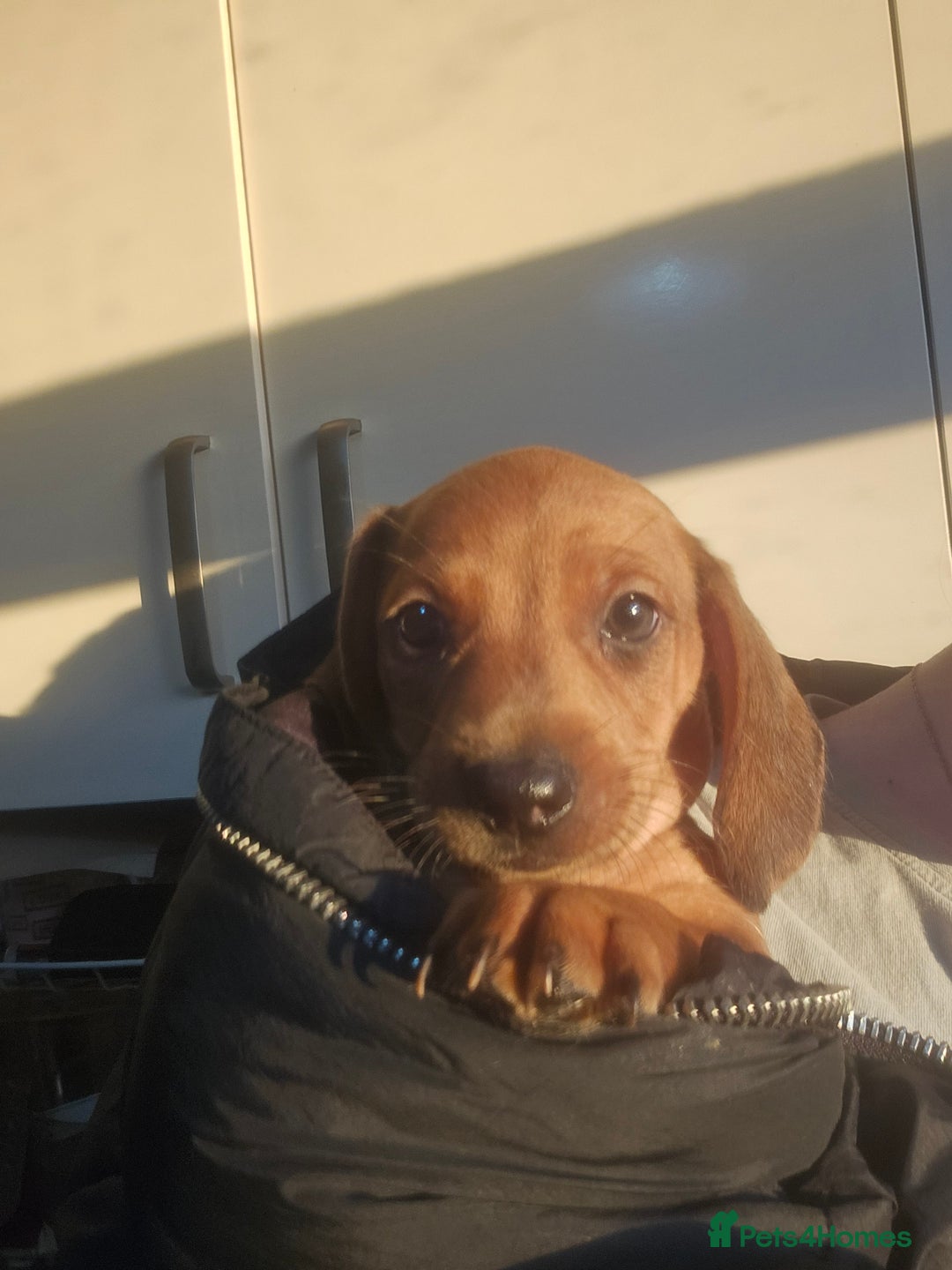 Dachshund dogs for sale: Dachshund puppies for sale  - Image 9