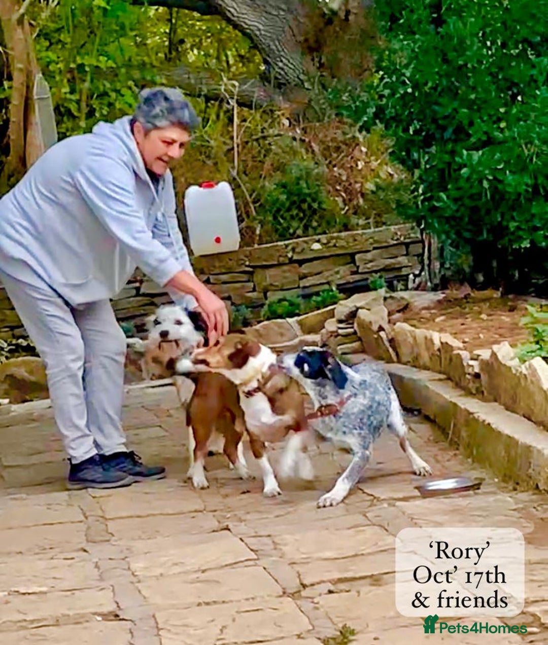 Mixed Breed dogs for adoption: Rory, 6-7 months approx. Available for adoption. - Advert 12