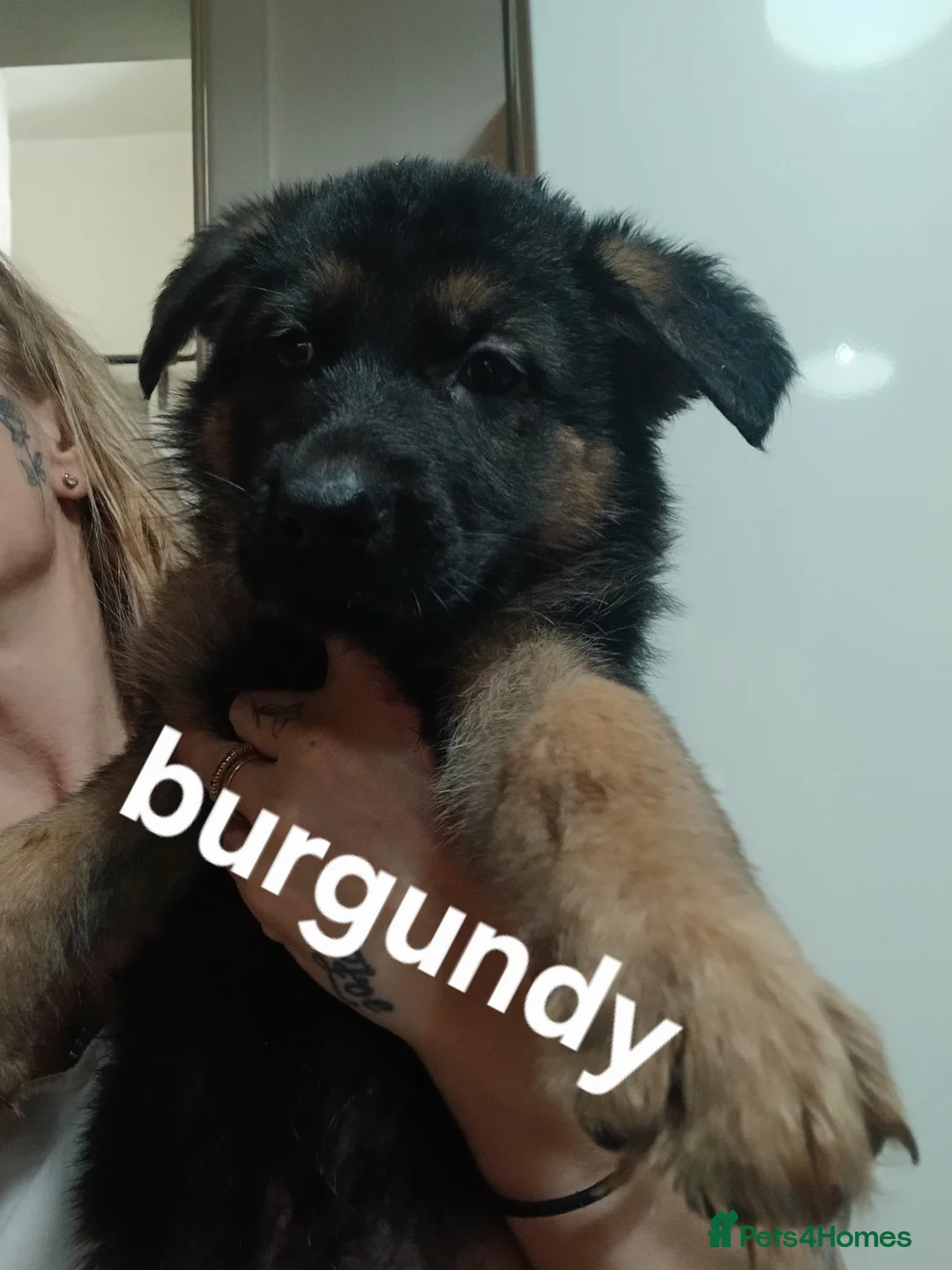 German Shepherd dogs for sale: German shepherd pups x9 - Advert 2