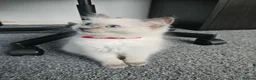 Ragdoll cats for sale: ❤️Beautiful RAGDOLL KITTEN ❤️ - Advert 6