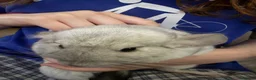 Chinchilla rodents for sale: Mosaic/Wilson’s White Chinchilla - Advert 5