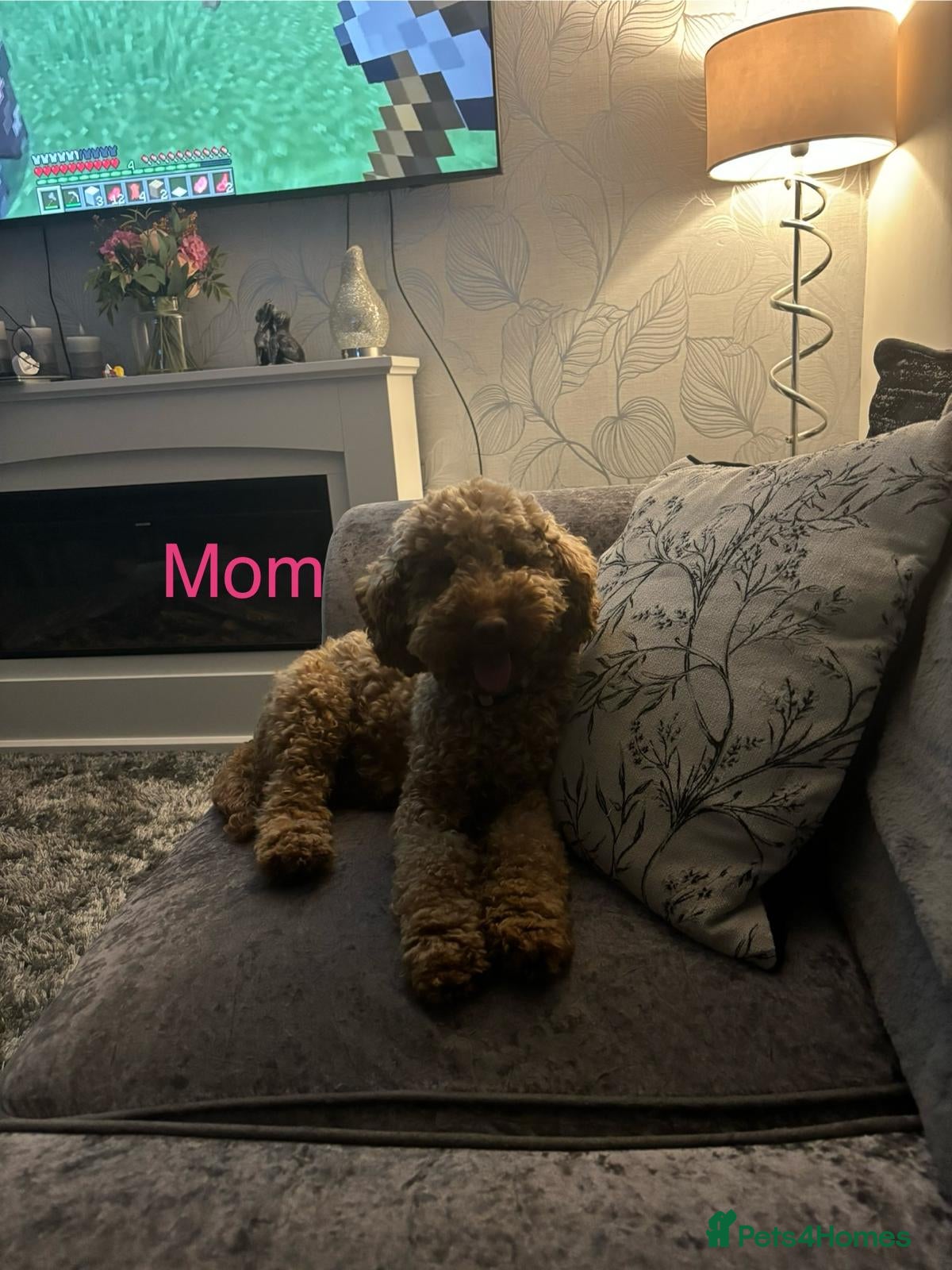 Cockapoo dogs 10-Month-Old F1B Cockapoo – Loving Home Wanted - Advert 1