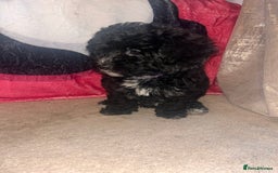Maltipoo dogs for sale: REDUCED last girl Unique maltipoo litter 🐶🩷🩵 - Image 2