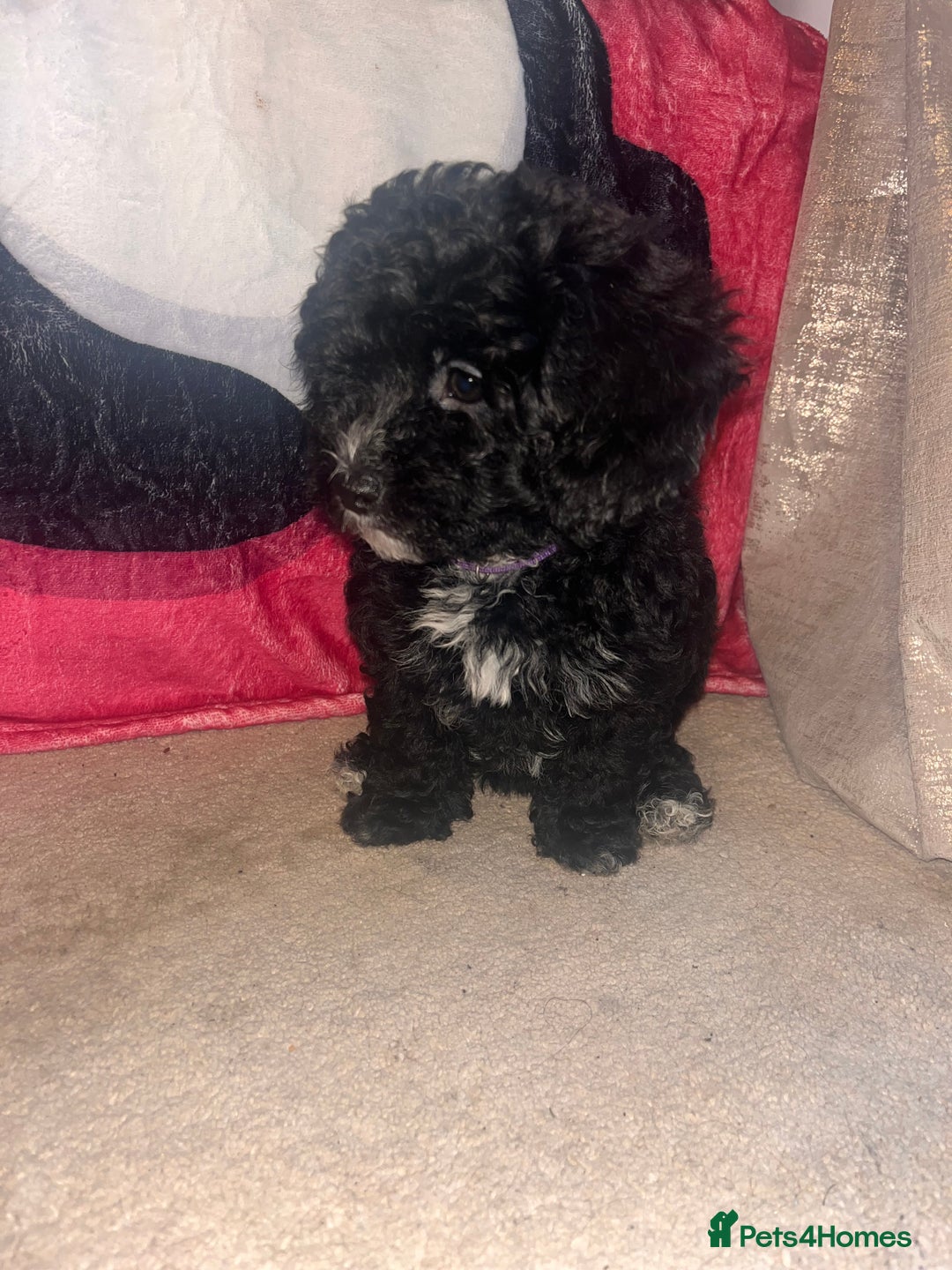 Maltipoo dogs for sale: REDUCED last girl Unique maltipoo litter 🐶🩷🩵 - Image 2