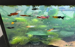 Plecos fish for sale: Koi Betta, livebearers & other fish… - Image 6