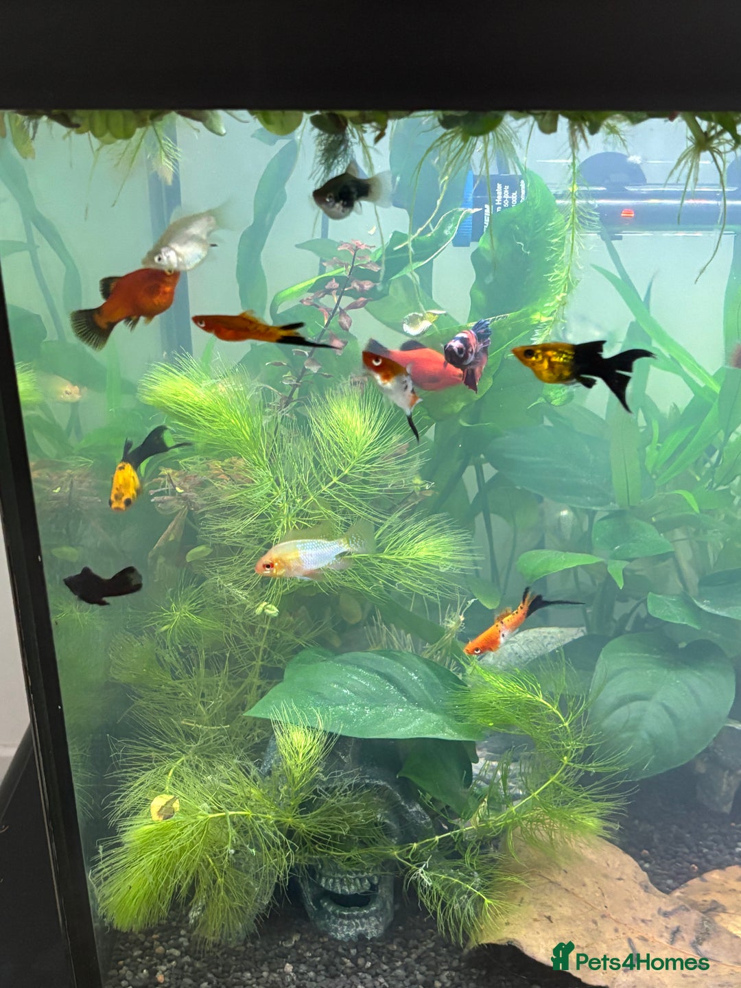 Plecos fish for sale: Koi Betta, livebearers & other fish… - Image 6