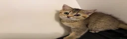 Scottish Fold cats for sale: Stunning Scottish fold kittens are ready - Advert 12