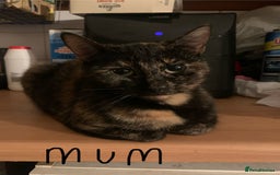Mixed Breed cats for sale: Mixed breed kittens for sale - Image 3