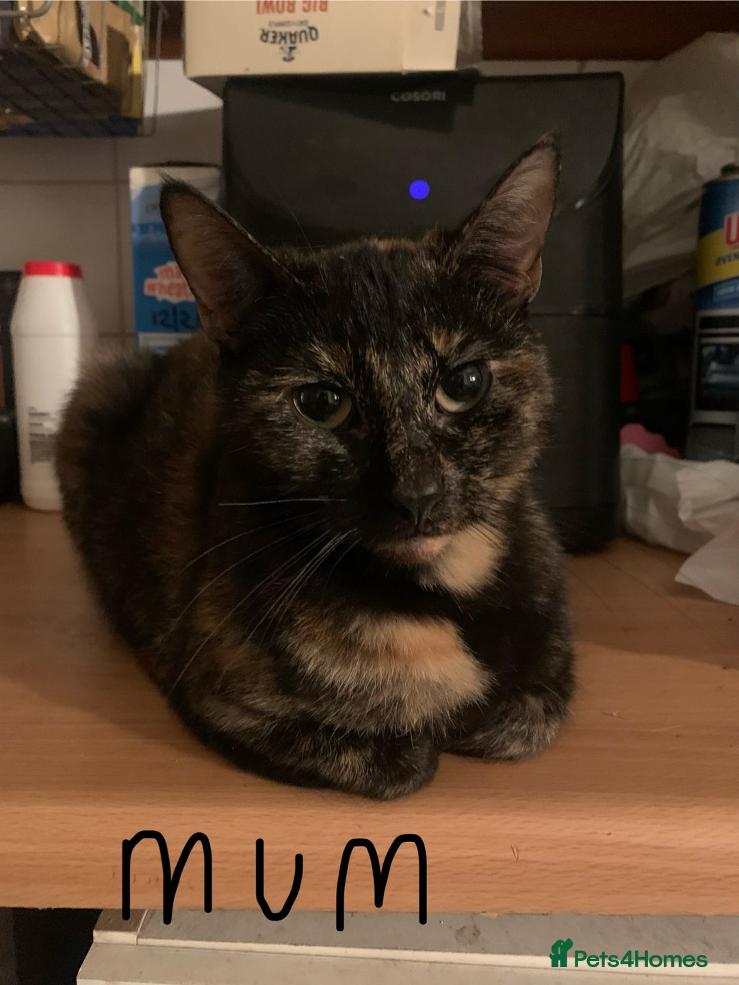Mixed Breed cats for sale: Mixed breed kittens for sale - Image 3
