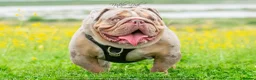 English Bulldog dogs for stud: Lilac and tan Merle carrying curly  - Advert 2
