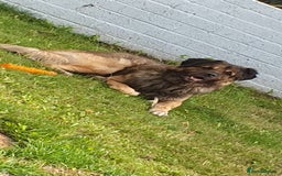Caucasian Shepherd Dog dogs for sale: 5 year old male - Image 6