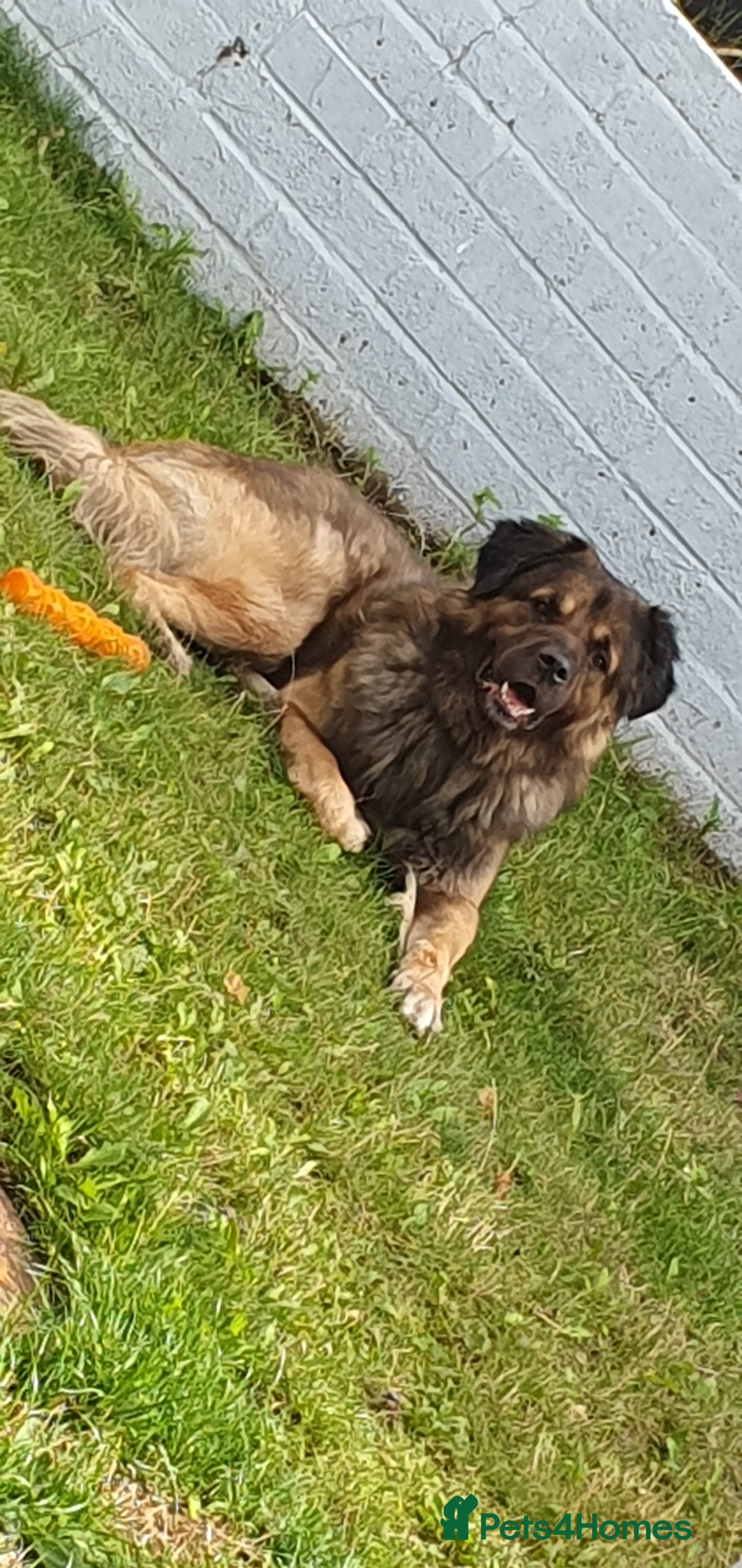 Caucasian Shepherd Dog dogs for sale: 5 year old male - Image 6