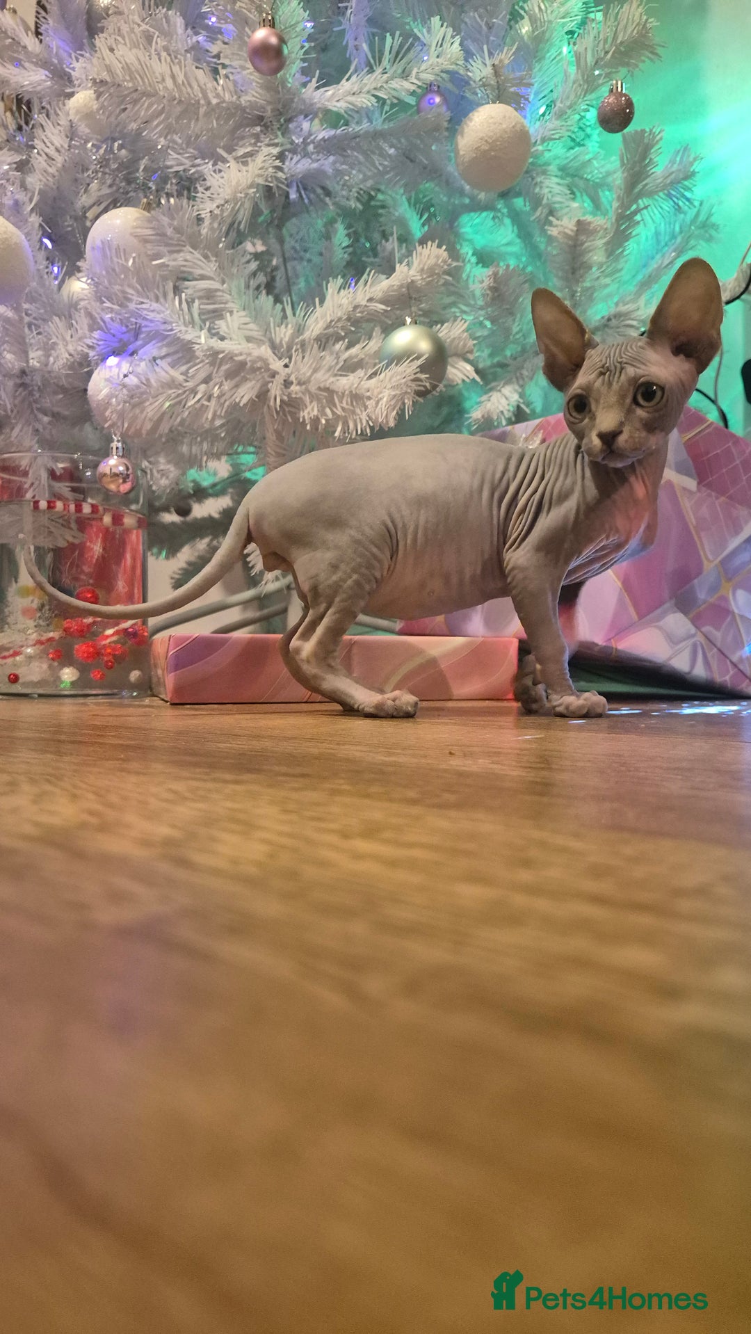 Sphynx cats for sale: Exclusive Sphynx Kittens Looking for Forever Homes - Advert 29