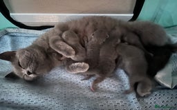 British Shorthair cats for sale: 5 British short hair kittens  - Image 5