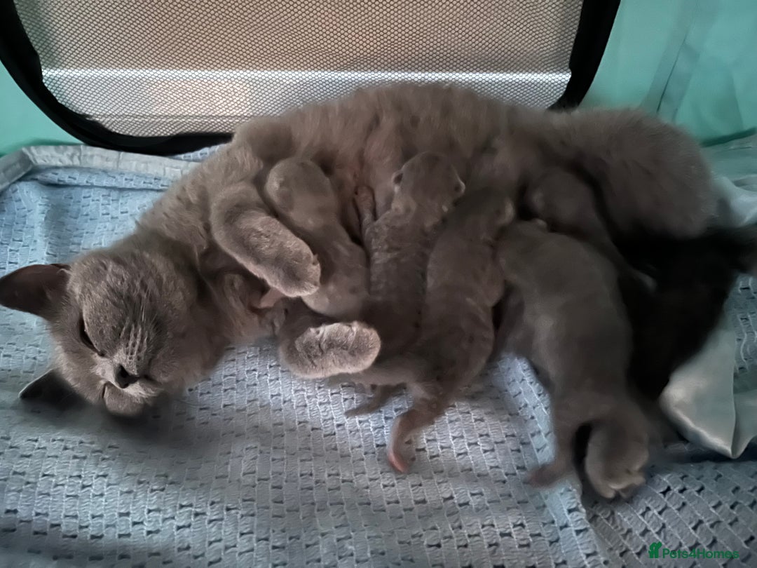 British Shorthair cats for sale: 5 British short hair kittens  - Image 5