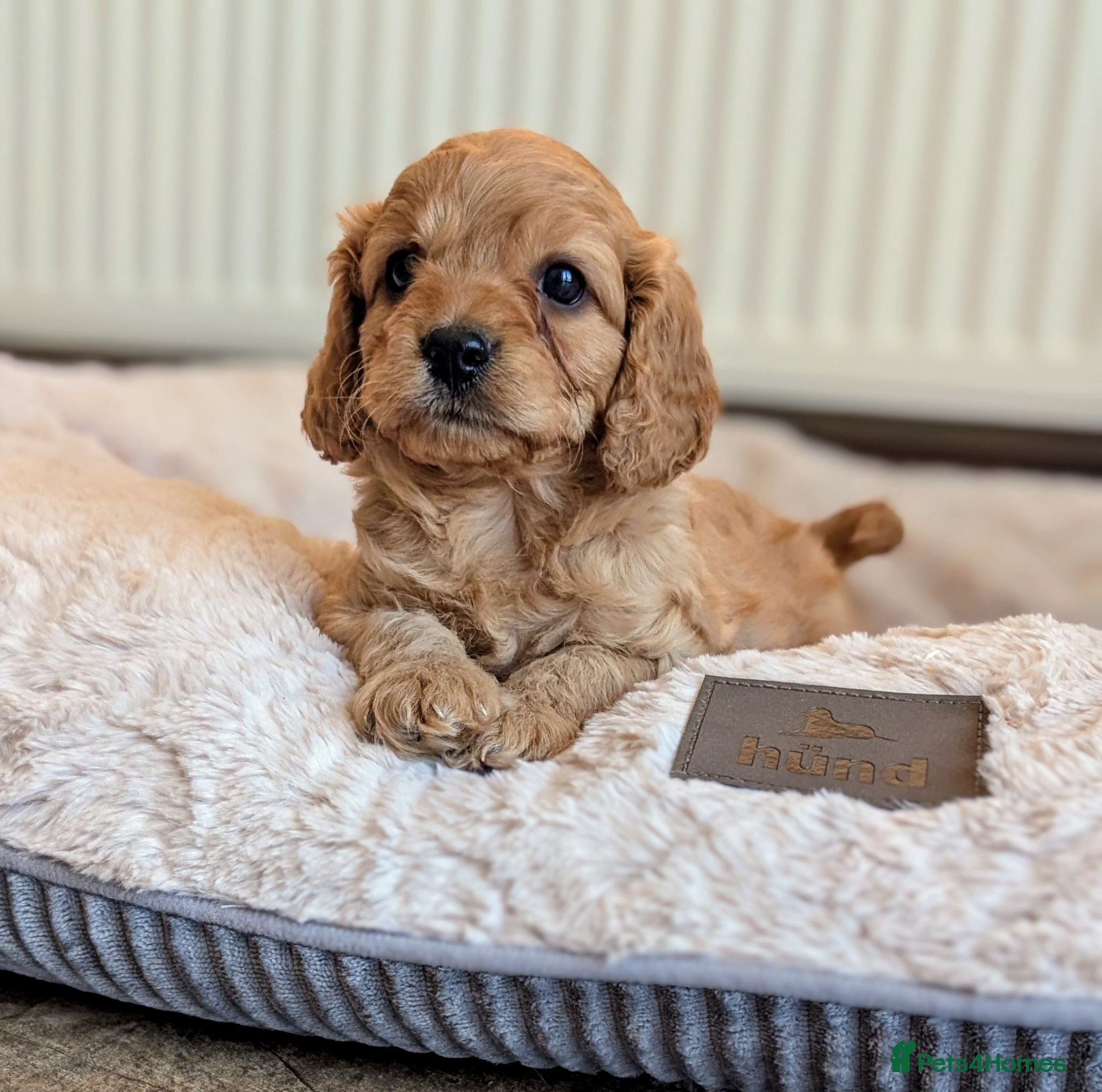 Cavapoo dogs 🌟 F1 Cavapoo Puppies –  Health Tested Parents - Advert 1