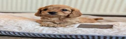 Cavapoo dogs for sale: 🌟 F1 Cavapoo Puppies –  Health Tested Parents - Advert 9
