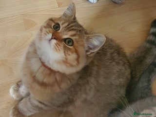 British Shorthair cats Adorable 2 Kittens Looking for Their Forever Homes in London - Advert 4